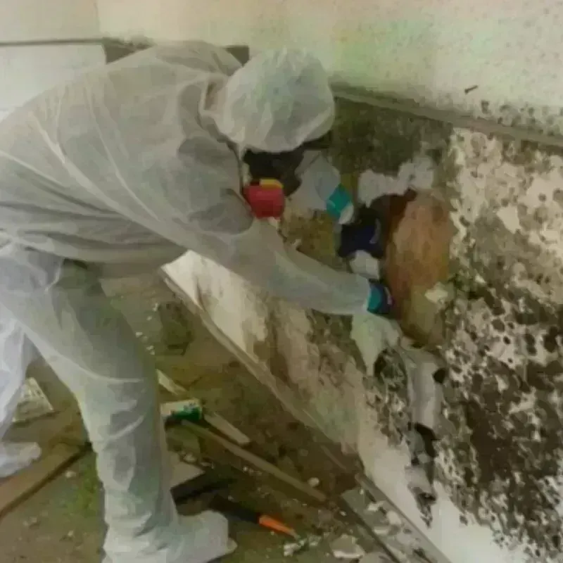 Mold Remediation and Removal in Ranchos de Taos, NM